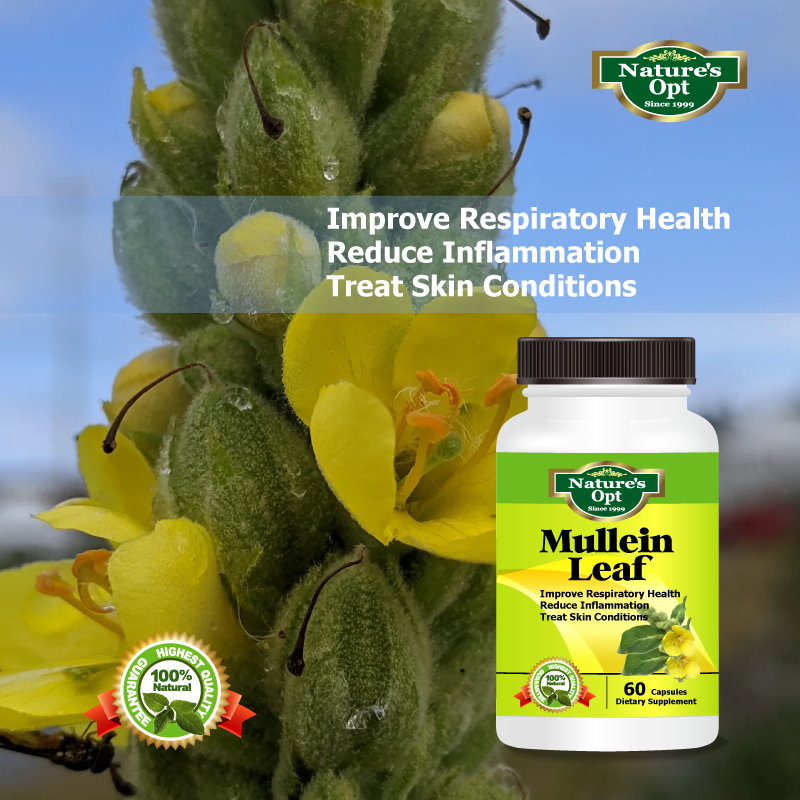 Mullein Leaf